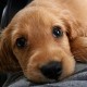 Pet Supplies
