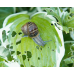 Ferramol Snail Bait - Biogrow (500g)