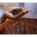 Culterra Bristle Coir (500g)