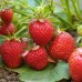 Strawberry Seeds - MayFord Strawberry Seeds - MayFord