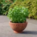 Basil Lemon seeds - Kirchhoffs Basil Lemon seeds - Kirchhoffs